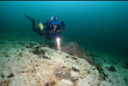 nudibranch 20 feet deep