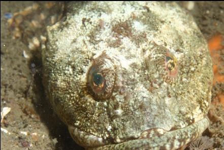 some kind of sculpin