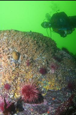 ZOANTHIDS AND URCHINS ON WALL