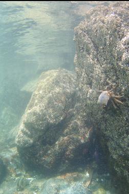 kelp crab near surface