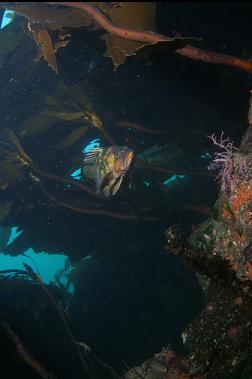 copper rockfish under kelp