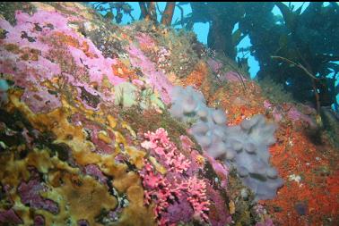 hydrocoral, tunicates, etc.