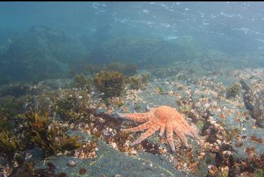 sunflower star in shallows