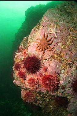 seastars and urchins on reef