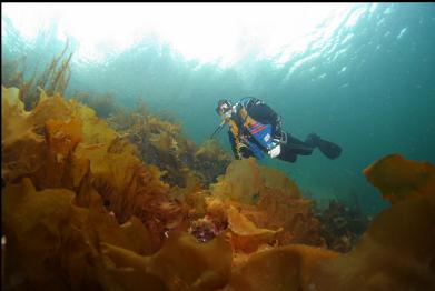 kelp in shallows