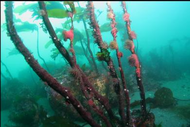 brooding anemones on stalked kelp