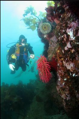 fish-eating anemones