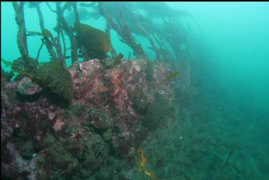 swimming back along wall of hull