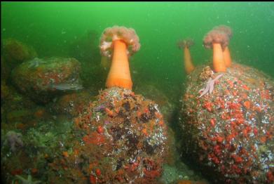 plumose anemones on boulders