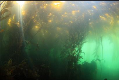 under the kelp