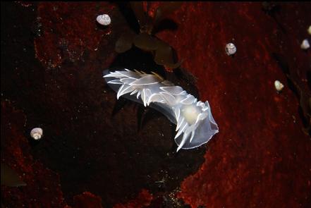 nudibranch and snails in the bay