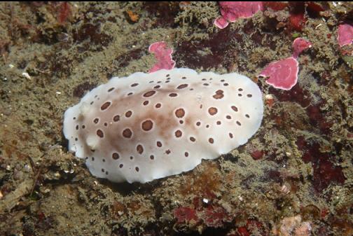 leopard nudibranch