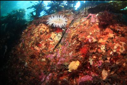 fish-eating anemone and nudibranch