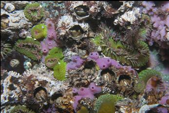 ANEMONES AND PURPLE SPONGE