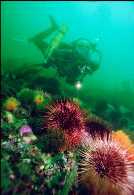 URCHINS, CUCUMBERS