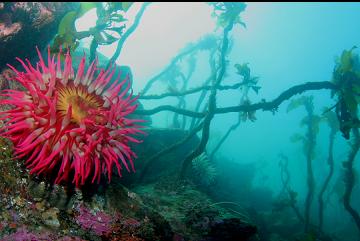 FISH-EATING ANEMONES