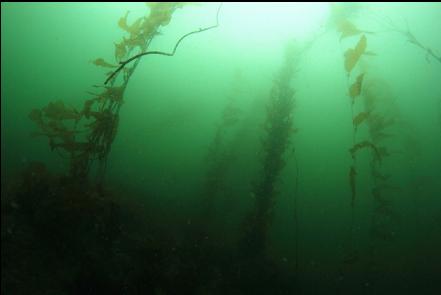 macrocystis kelp