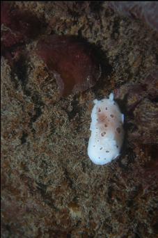 NUDIBRANCH