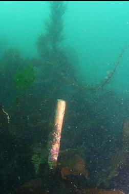 copper bolt and seaweed