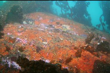 orange colonial tunicates