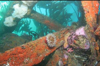 anemone on wreckage