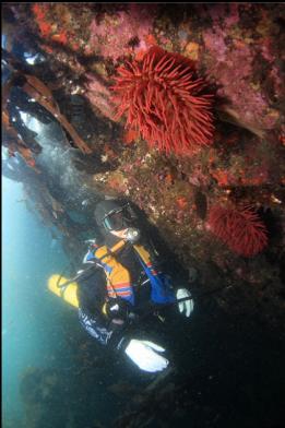 fish-eating anemones