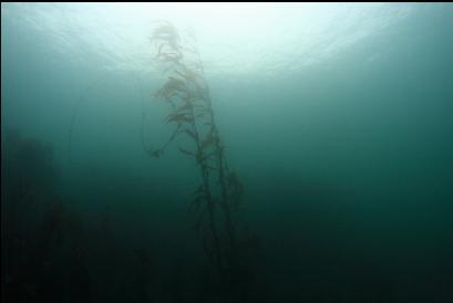 macrocystis kelp