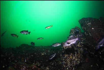 black and yellowtail rockfish
