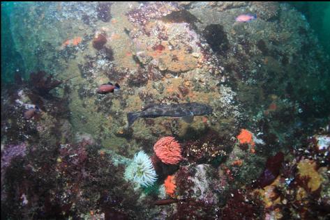 small lingcod and anemones