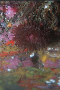 BROODING ANEMONE UNDER LEDGE