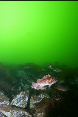 COPPER ROCKFISH