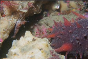 SHRIMP, SPONGE AND SEA CUCUMBER