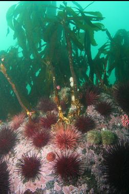 urchins and stalked kelp