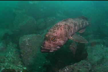 lingcod