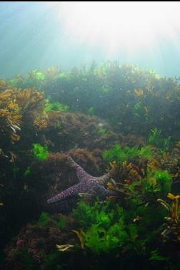 seastar in shallows