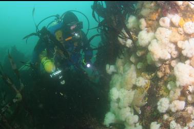 plumose anemones in shallows