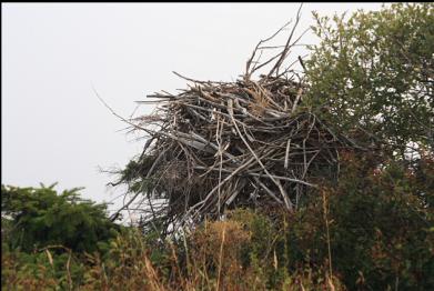 eagle's nest above bay