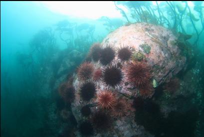 urchins