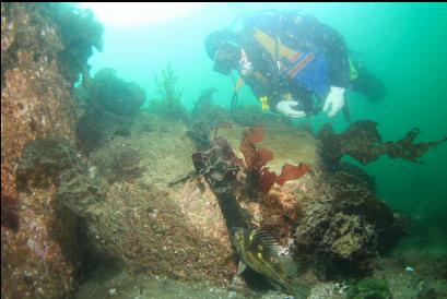 copper rockfish on shallow reefs