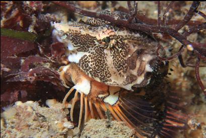 grunt sculpin