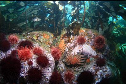 urchins and sunflower stars