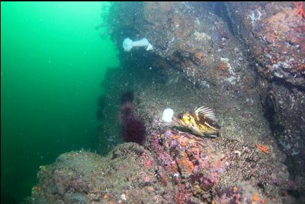 copper rockfish