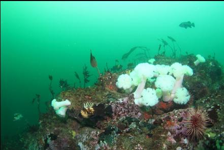 anemones at the top of the boulder pile