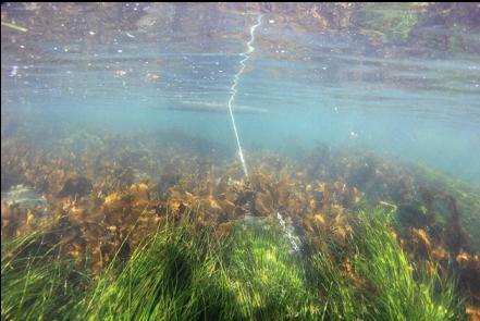 anchored in the shallows