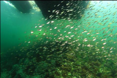 perch under the dock