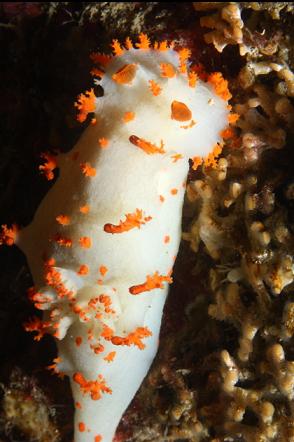 nudibranch