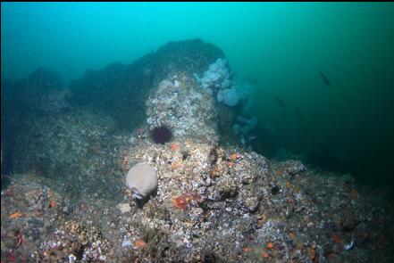 grey sponge at the top of the deeper wall