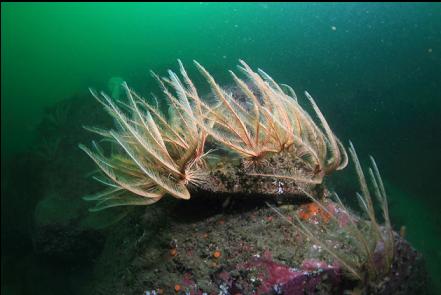 feather stars