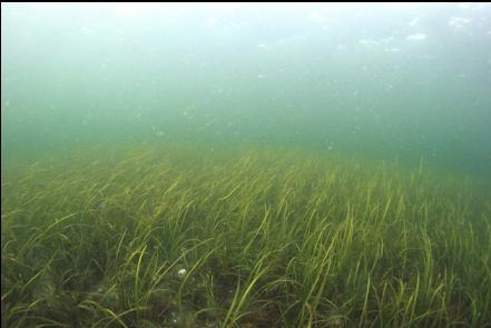 eelgrass near shore