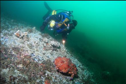 Puget Sound king crab